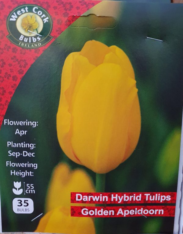 Tulips golden apeldoorn - Rockbarton