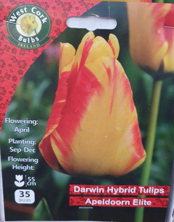 Darwin Tulips - Rockbarton