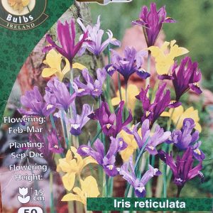 Iris reticulata - Rockbarton