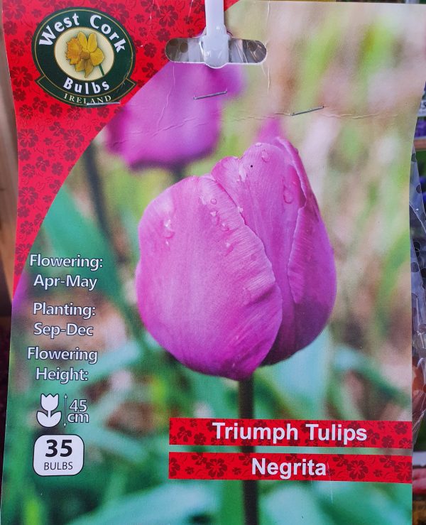 Triumph tulips negrita - Rockbarton