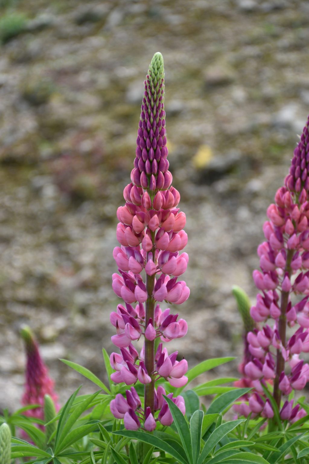 Pesky Pests on my Lupins Rockbarton Garden Centre