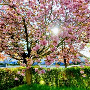 Cherry Blossom at Rockbaarton Garden Centre