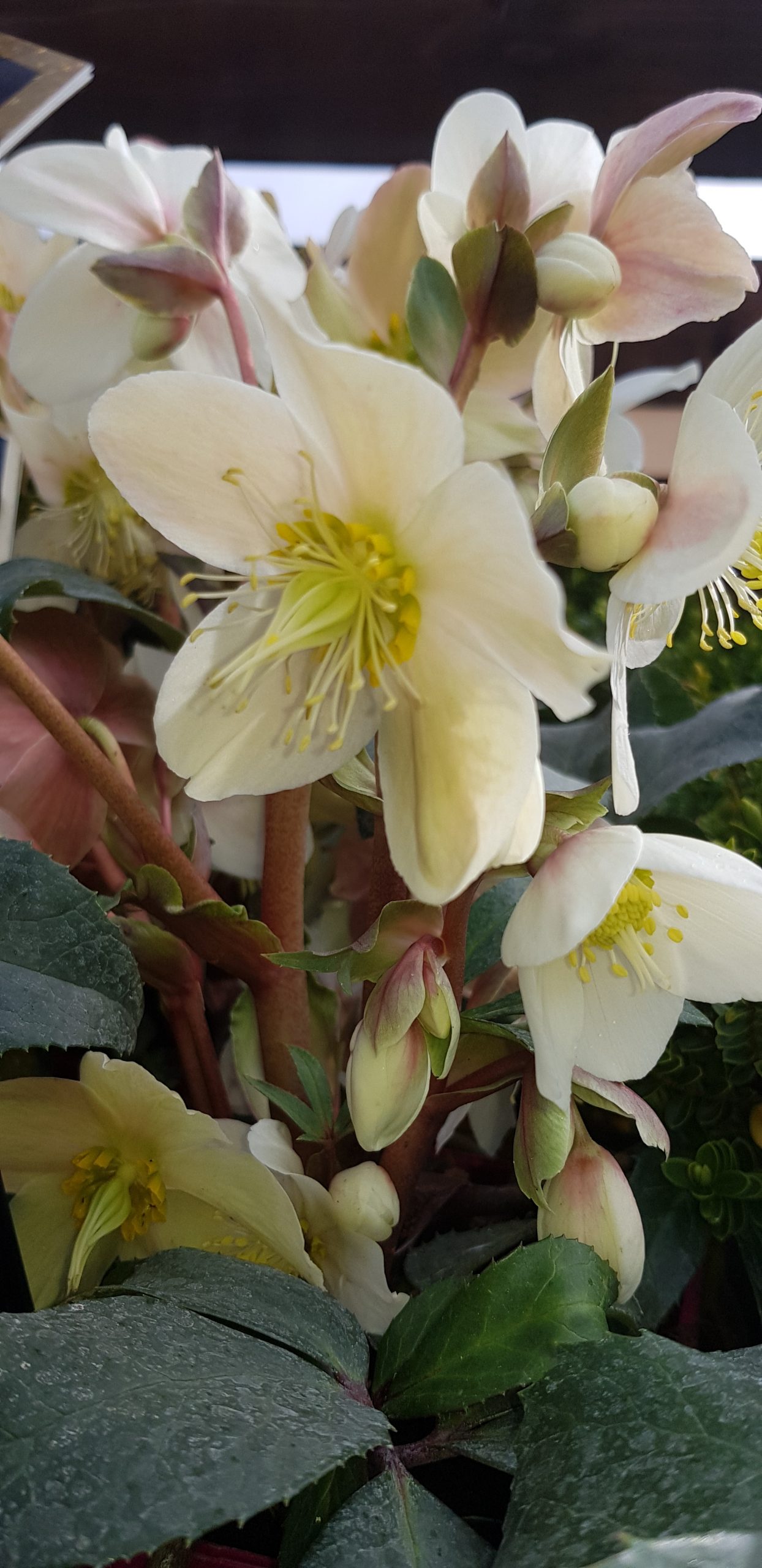 Hellebores in Flower Rockbarton GC