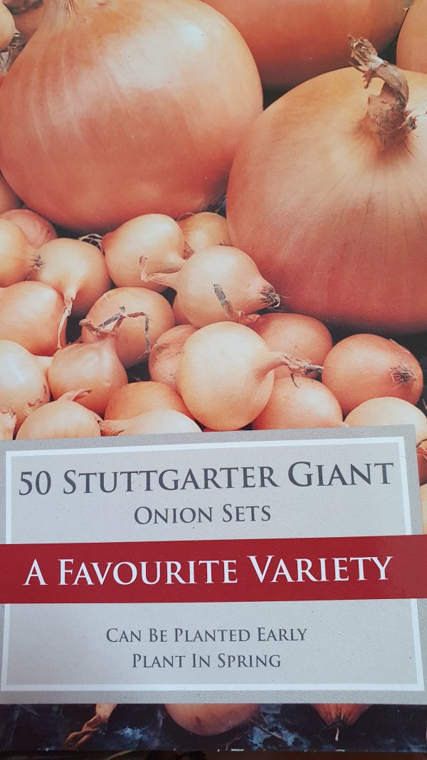 Stuttgarter Giant Onion Sets