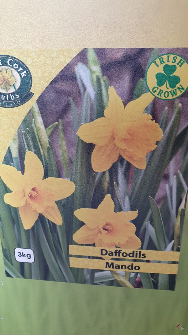 Daffodils Mando Rockbarton