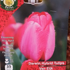 Darwin hybrid tulips van eijk