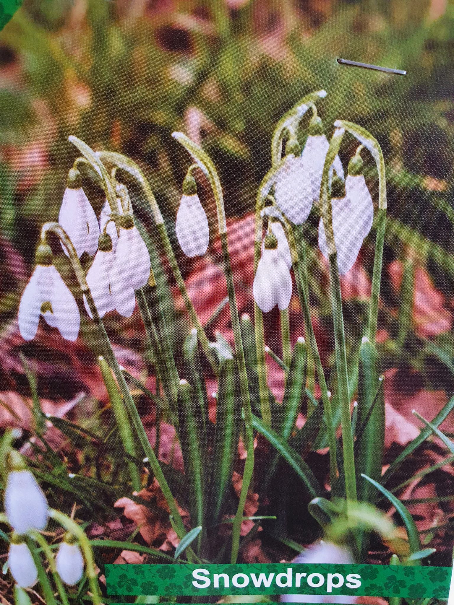 Snowdrop Bulbs Rockbarton