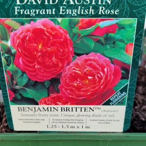 Benjamin Britten Rose - David Austin - Rockbarton