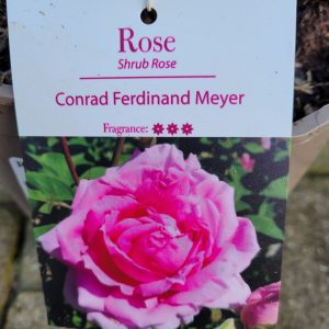 Rose Conrad Ferdinand Meyer - Rockbarton