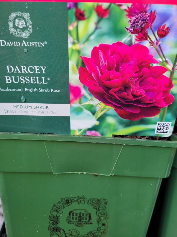 Darcy Bussell Rose - David Austin - Rockbarton