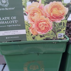 David Austin Lady of Shallot Rose - Rockbarton