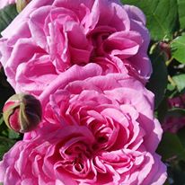 Gertrude Jekyll in Flower - Rockbarton