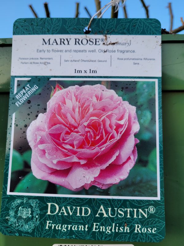 David Austin Rose Mary Rose - Rockbarton