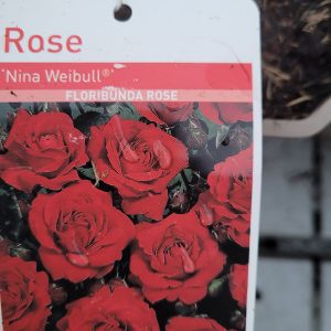Rose Nina Weibull