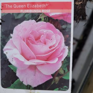 Rose The Queen Elizabeth