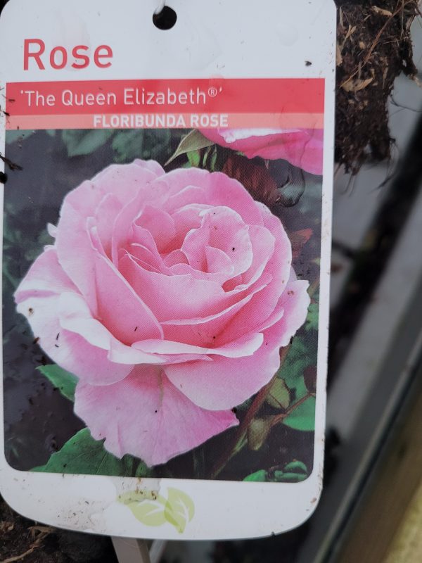 Rose The Queen Elizabeth