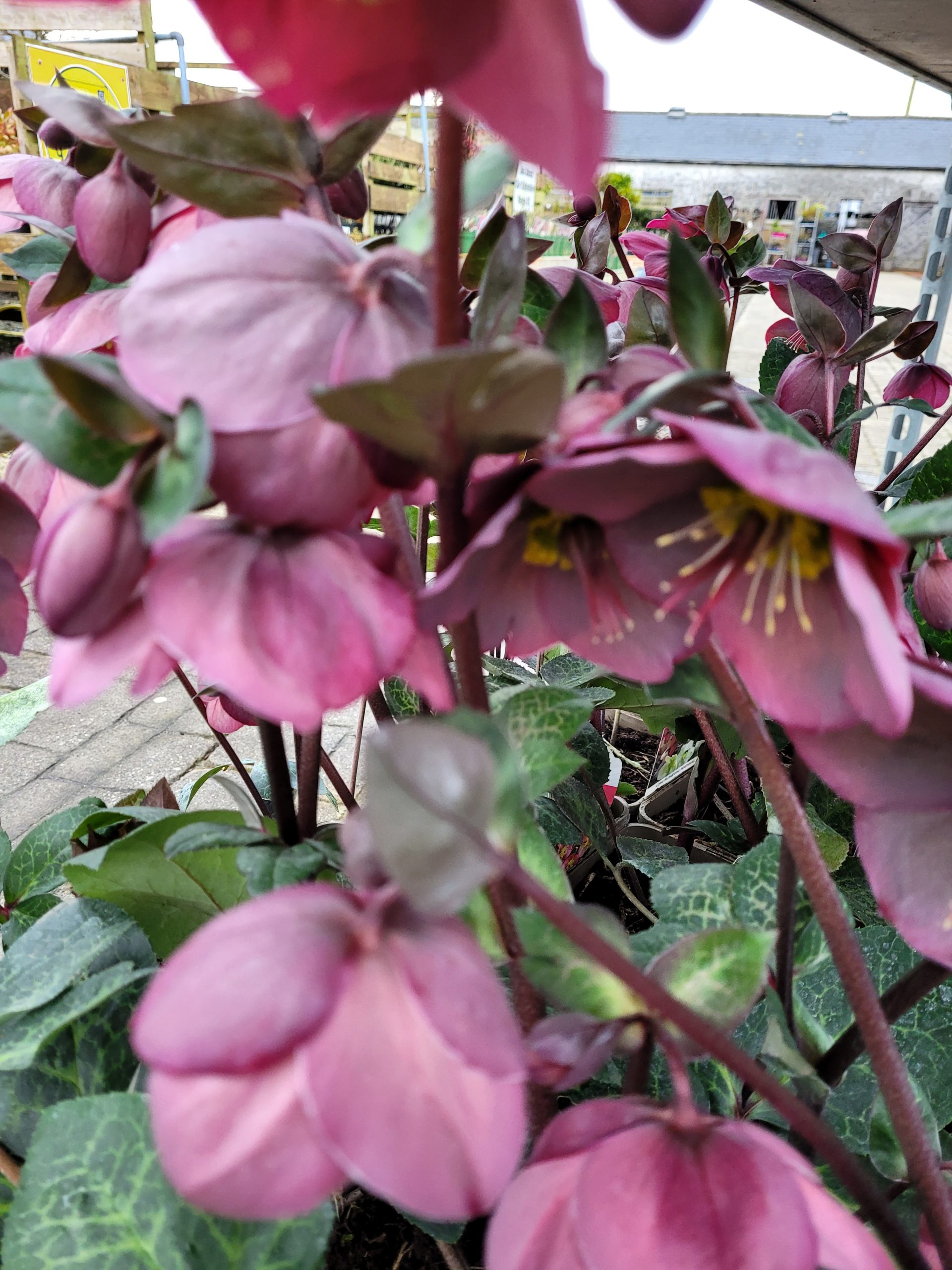 Hellebores Frostkiss Anna at Rockbarton